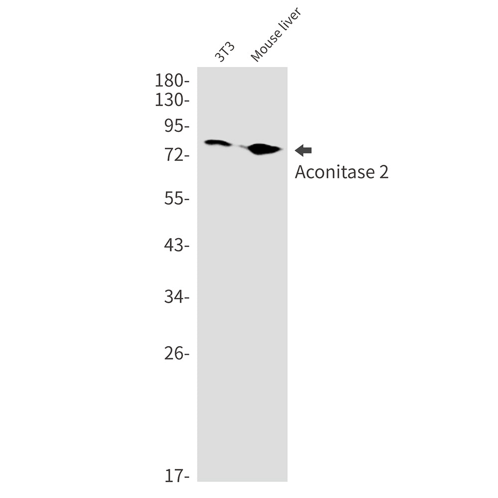 Anti-Aconitase 2 Rabbit Monoclonal Antibody