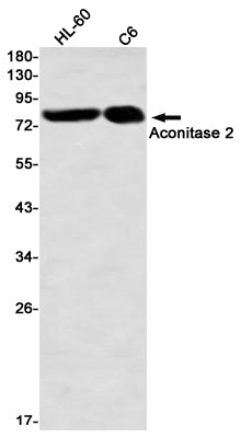 Anti-Aconitase 2 Rabbit Monoclonal Antibody