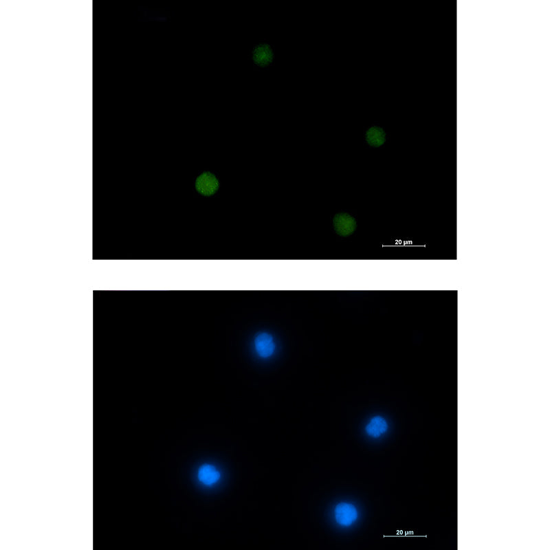 Anti-ACTL6A Rabbit Monoclonal Antibody