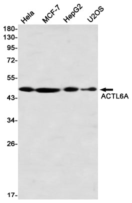 Anti-ACTL6A Rabbit Monoclonal Antibody