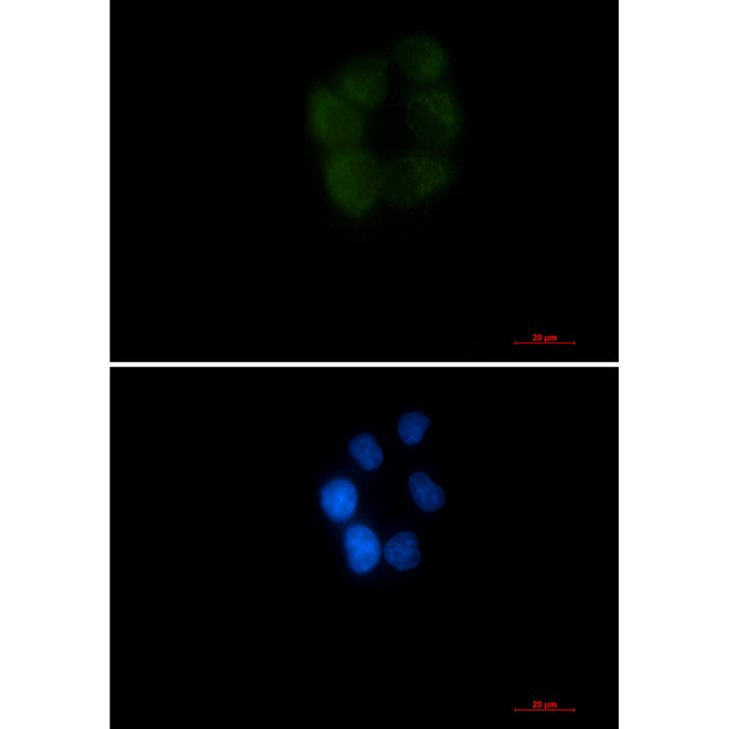 Anti-AK3L1 Rabbit Monoclonal Antibody