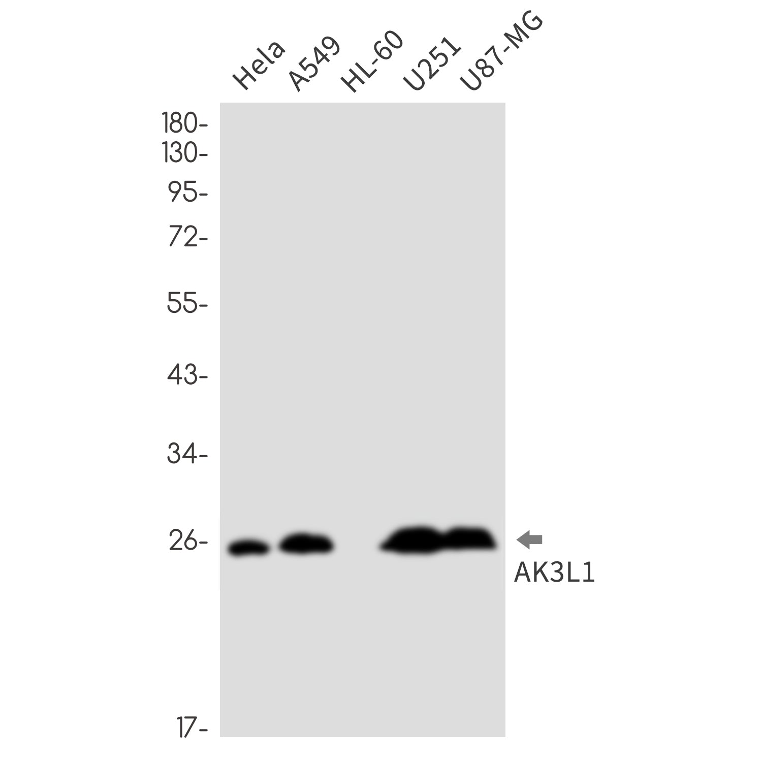 Anti-AK3L1 Rabbit Monoclonal Antibody