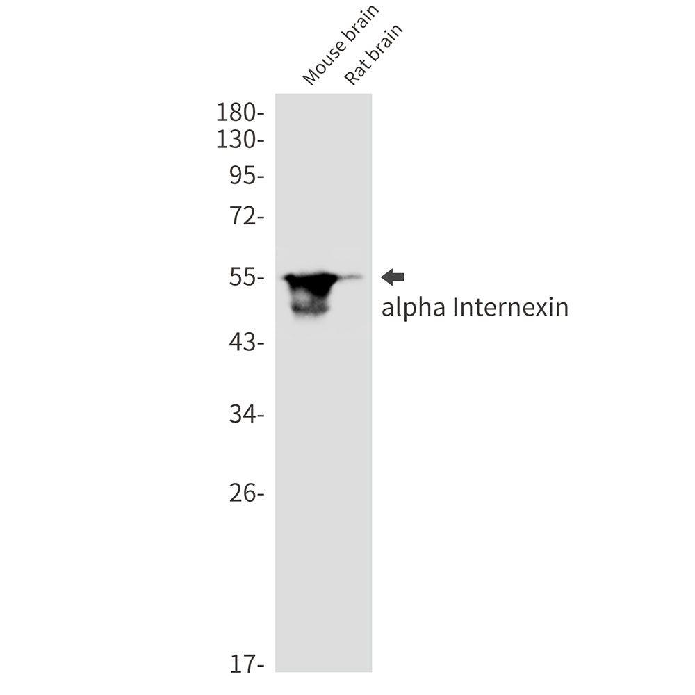 Anti-alpha Internexin Rabbit Monoclonal Antibody