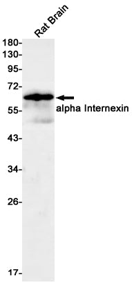 Anti-alpha Internexin Rabbit Monoclonal Antibody