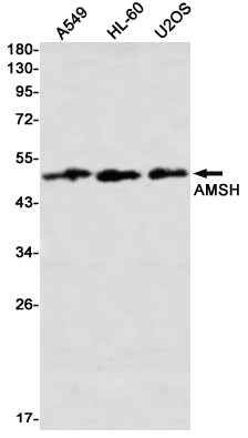 Anti-AMSH Rabbit Monoclonal Antibody