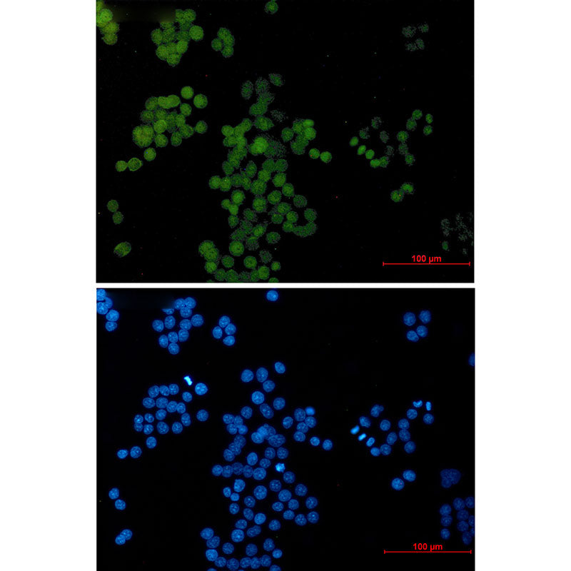 Anti-Transcription Factor AP 2 gamma Rabbit Monoclonal Antibody