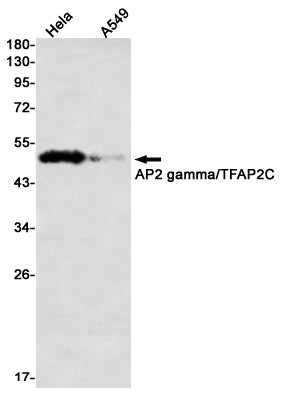 Anti-Transcription Factor AP 2 gamma Rabbit Monoclonal Antibody