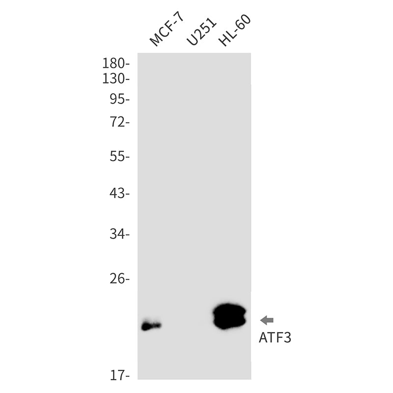 Anti-ATF3 Rabbit Monoclonal Antibody
