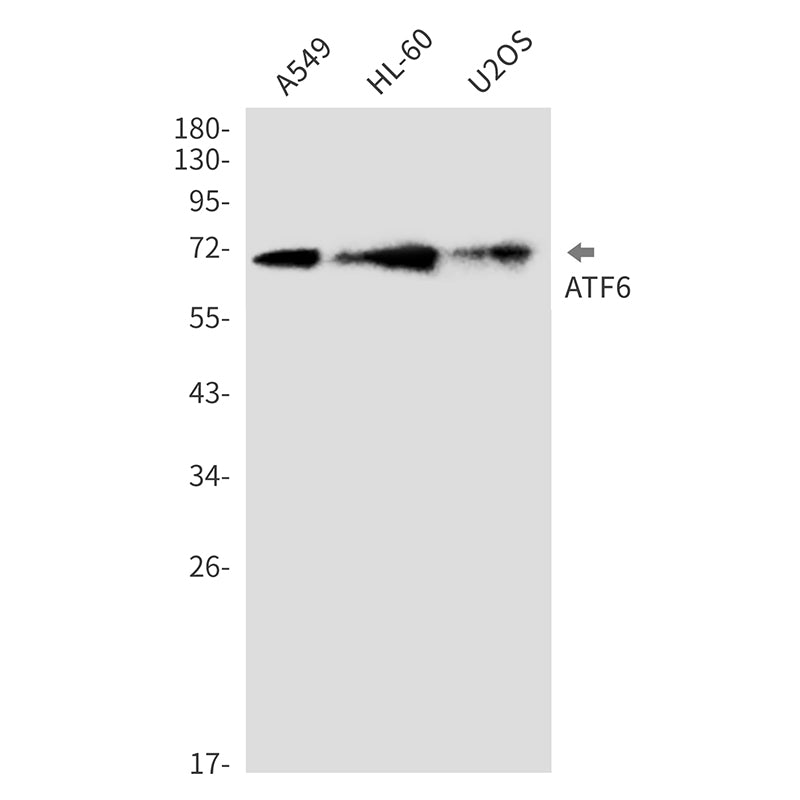 Anti-ATF6 Rabbit Monoclonal Antibody
