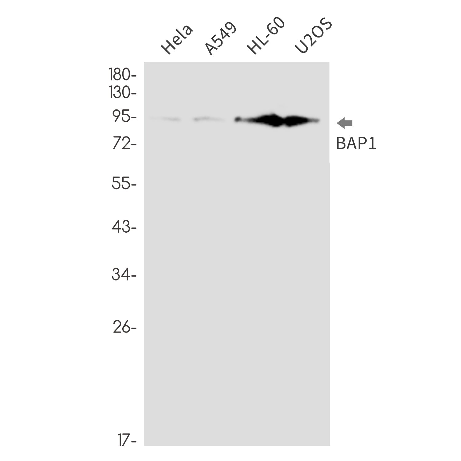 Anti-BAP1 Rabbit Monoclonal Antibody