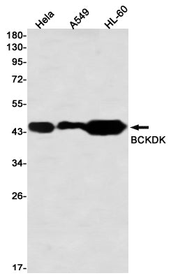 Anti-BCKDK Rabbit Monoclonal Antibody