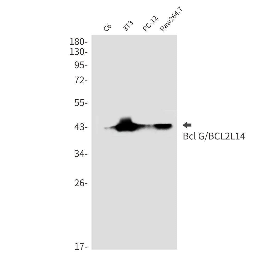 Anti-Bcl2 L14 Rabbit Monoclonal Antibody