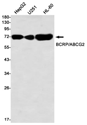 Anti-ABCG2 Rabbit Monoclonal Antibody