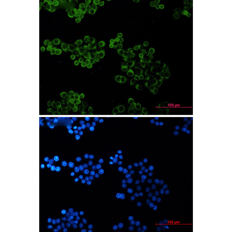 Anti-Bid Rabbit Monoclonal Antibody