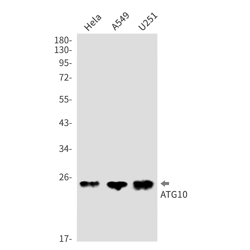 Anti-Bid Rabbit Monoclonal Antibody
