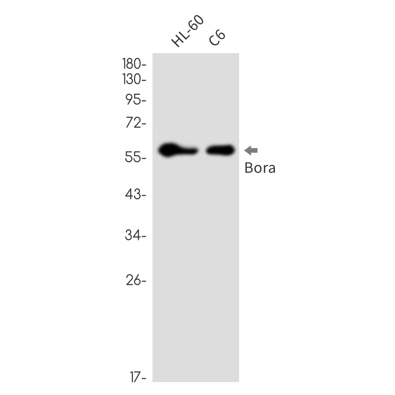 Anti-Bora Rabbit Monoclonal Antibody
