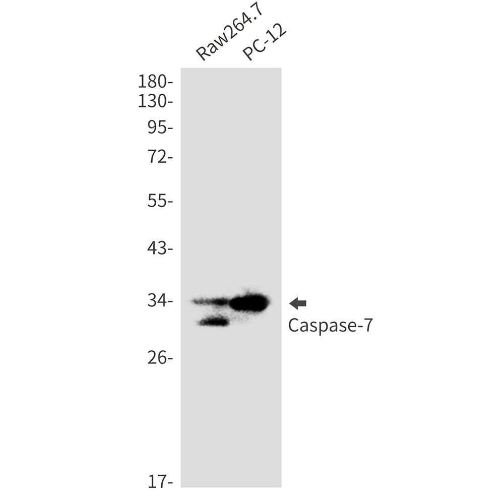Anti-Caspase 7 Rabbit Monoclonal Antibody
