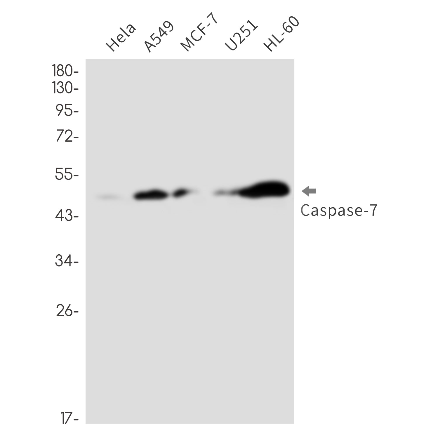 Anti-Caspase 7 Rabbit Monoclonal Antibody