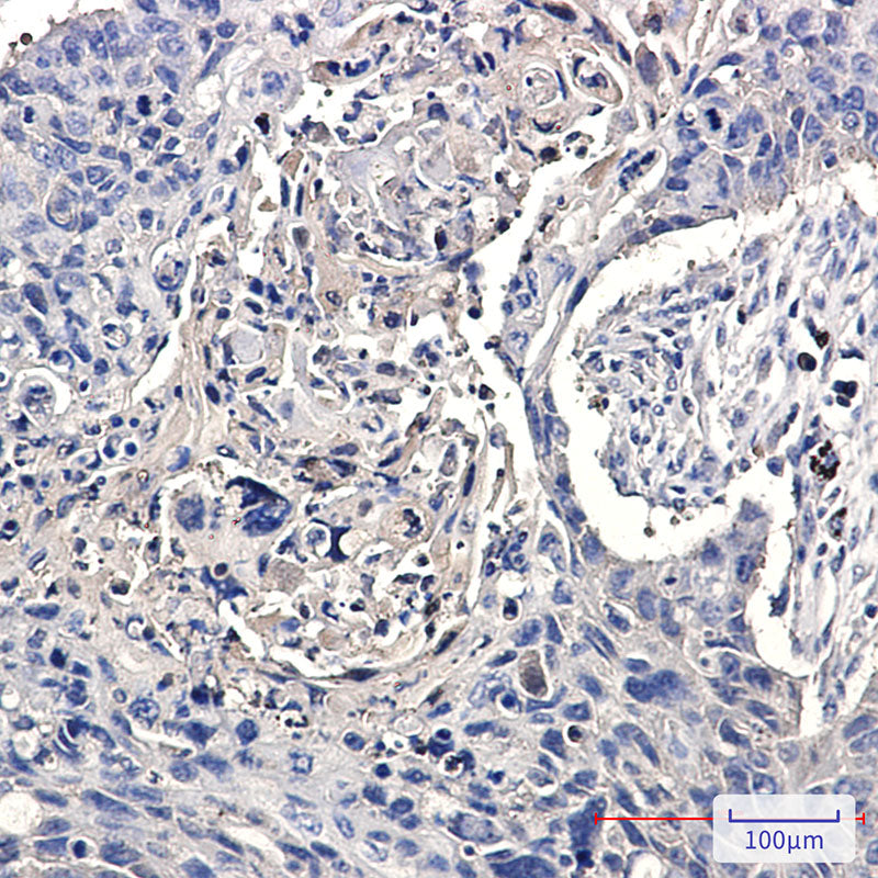 Anti-CCT2 Rabbit Monoclonal Antibody