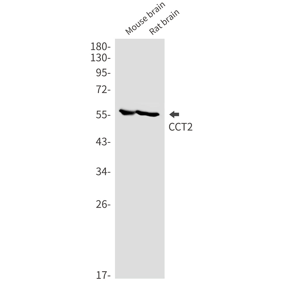Anti-CCT2 Rabbit Monoclonal Antibody