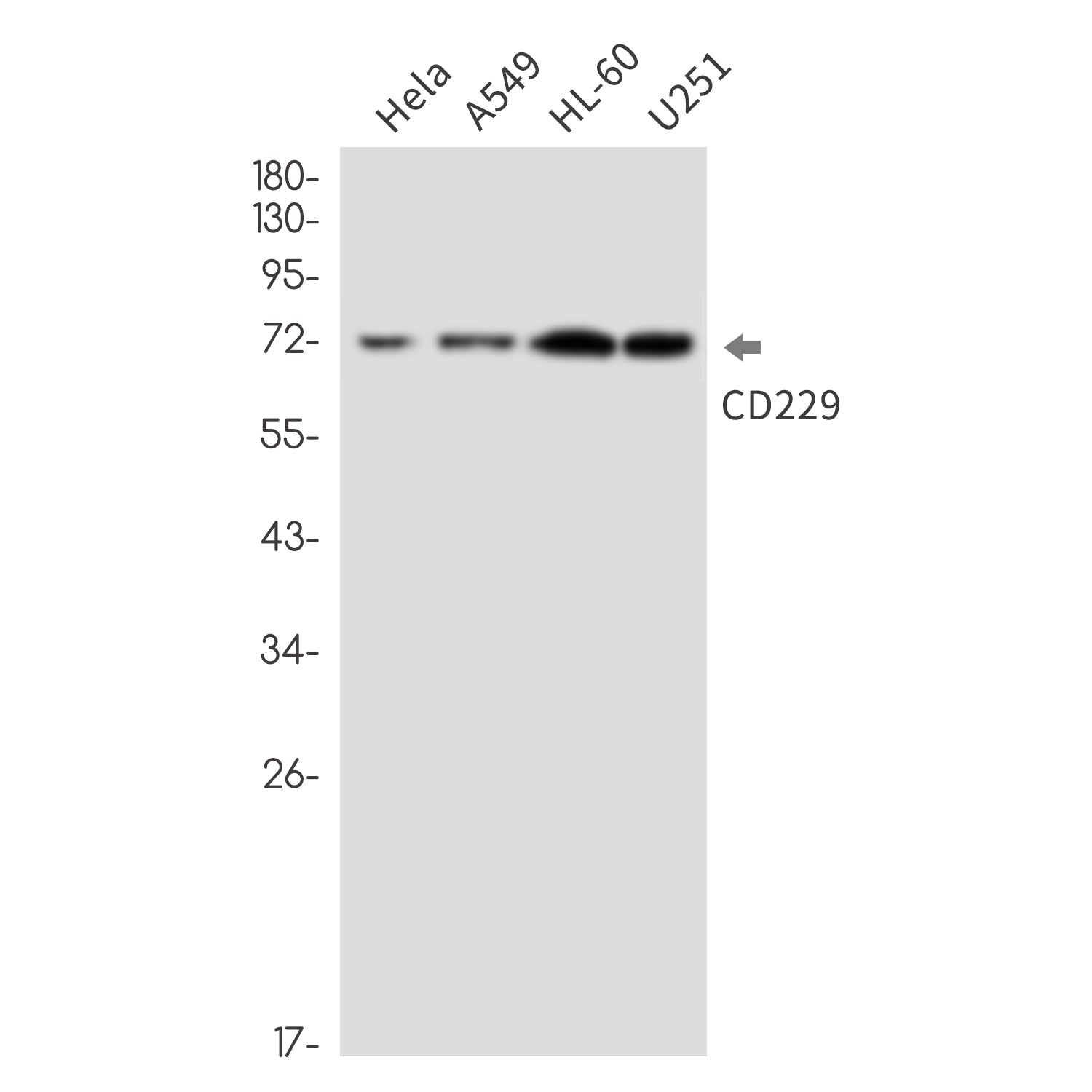 Anti-CD229 Rabbit Monoclonal Antibody