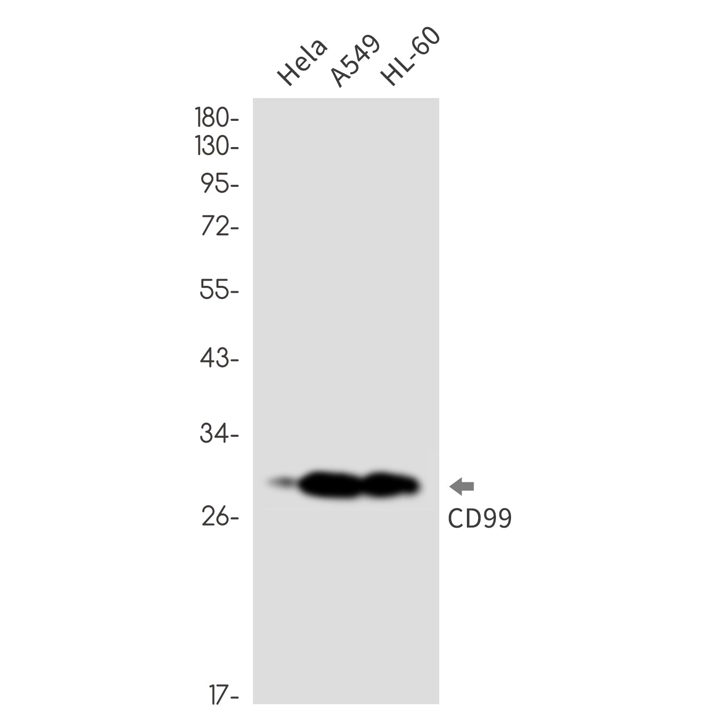 Anti-CD99 Rabbit Monoclonal Antibody