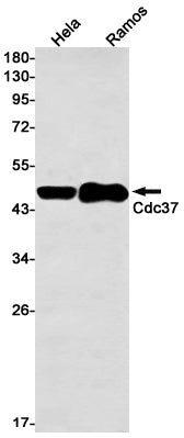 Anti-CDC37 Rabbit Monoclonal Antibody