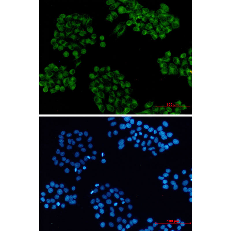 Anti-Cellubrevin Rabbit Monoclonal Antibody