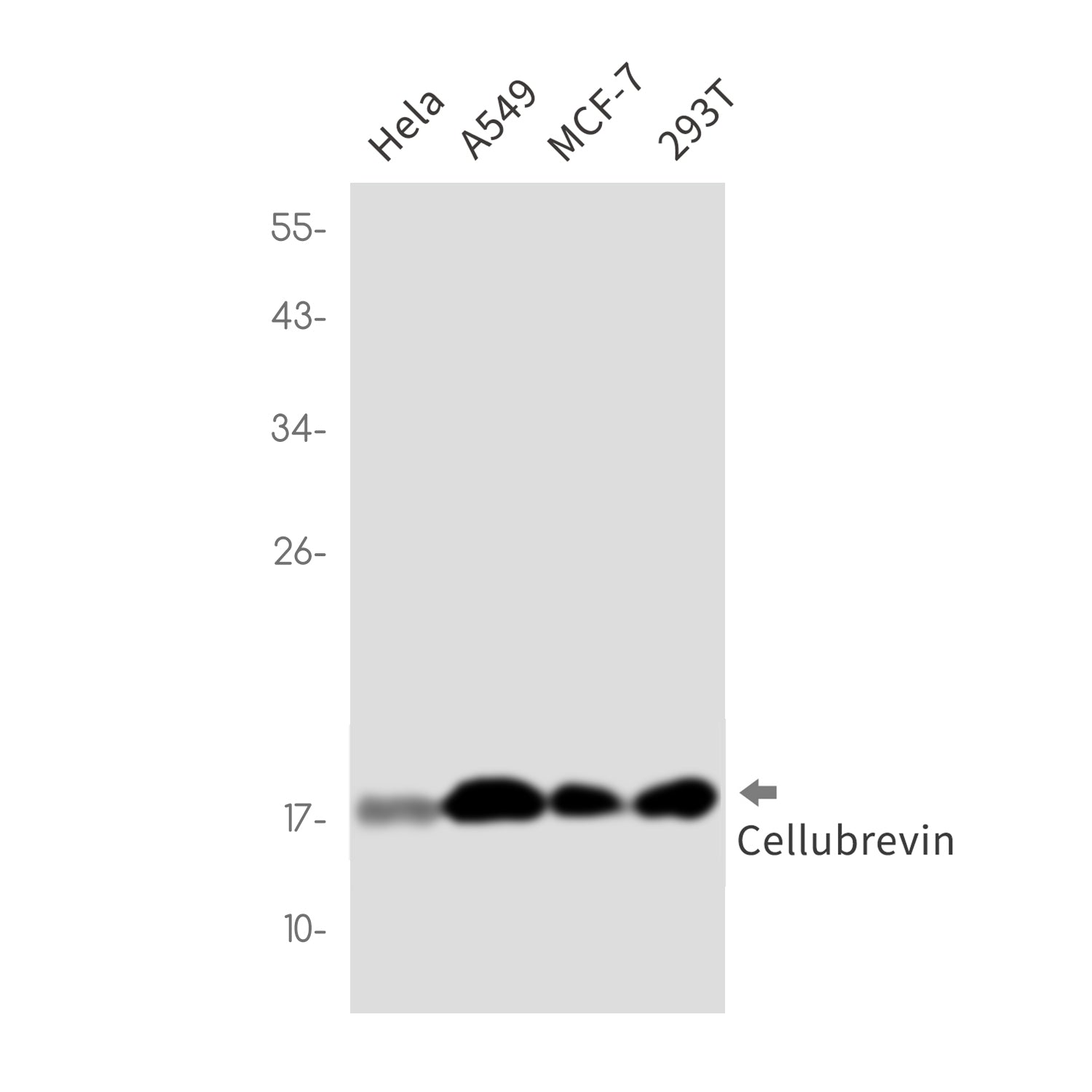 Anti-Cellubrevin Rabbit Monoclonal Antibody