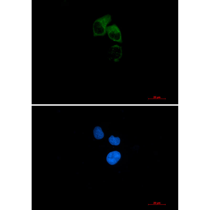 Anti-CEP55 Rabbit Monoclonal Antibody