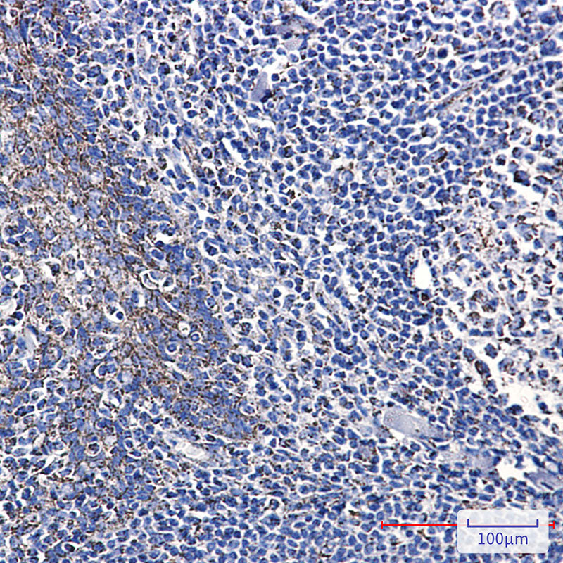 Anti-Citrate Synthetase Rabbit Monoclonal Antibody