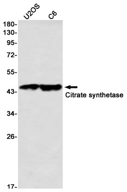 Anti-Citrate Synthetase Rabbit Monoclonal Antibody