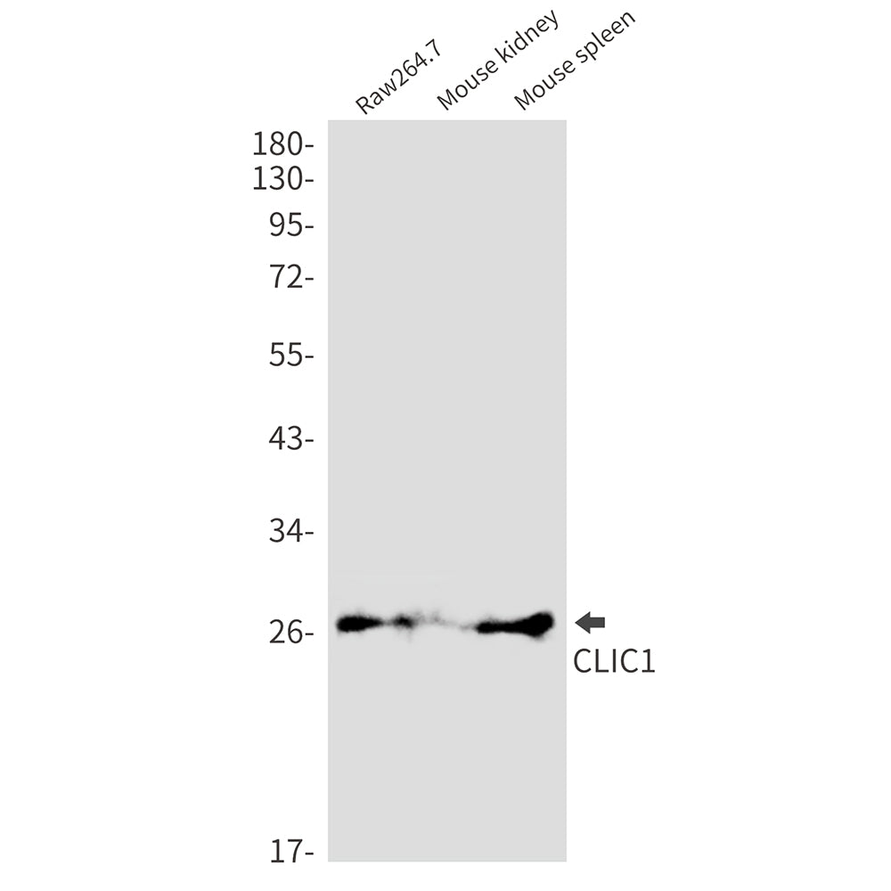 Anti-CLIC1 Rabbit Monoclonal Antibody