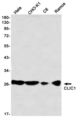 Anti-CLIC1 Rabbit Monoclonal Antibody