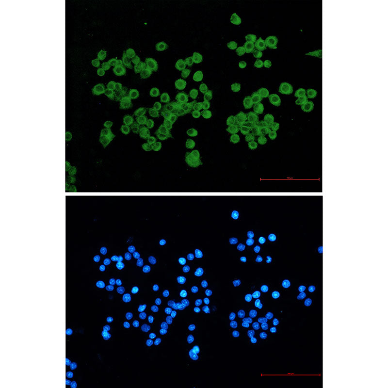 Anti-CLIP170 Rabbit Monoclonal Antibody