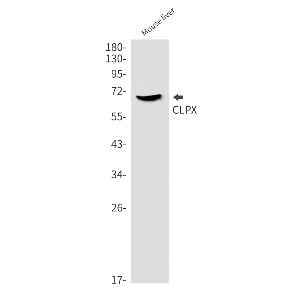 Anti-CLPX Rabbit Monoclonal Antibody