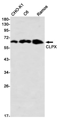 Anti-CLPX Rabbit Monoclonal Antibody