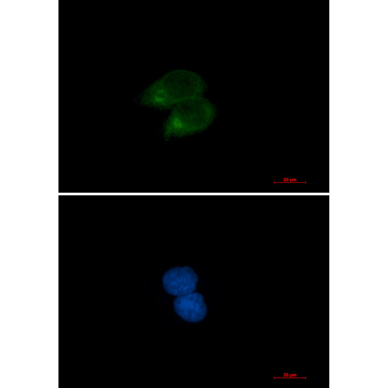 Anti-CLSTN1 Rabbit Monoclonal Antibody