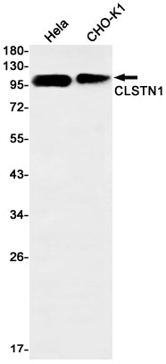 Anti-CLSTN1 Rabbit Monoclonal Antibody