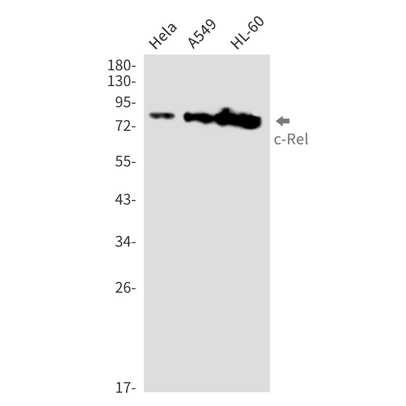 Anti-c-Rel Rabbit Monoclonal Antibody