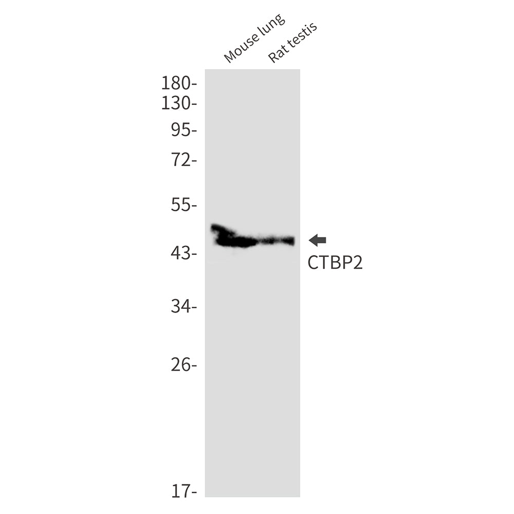 Anti-CTBP2 Rabbit Monoclonal Antibody