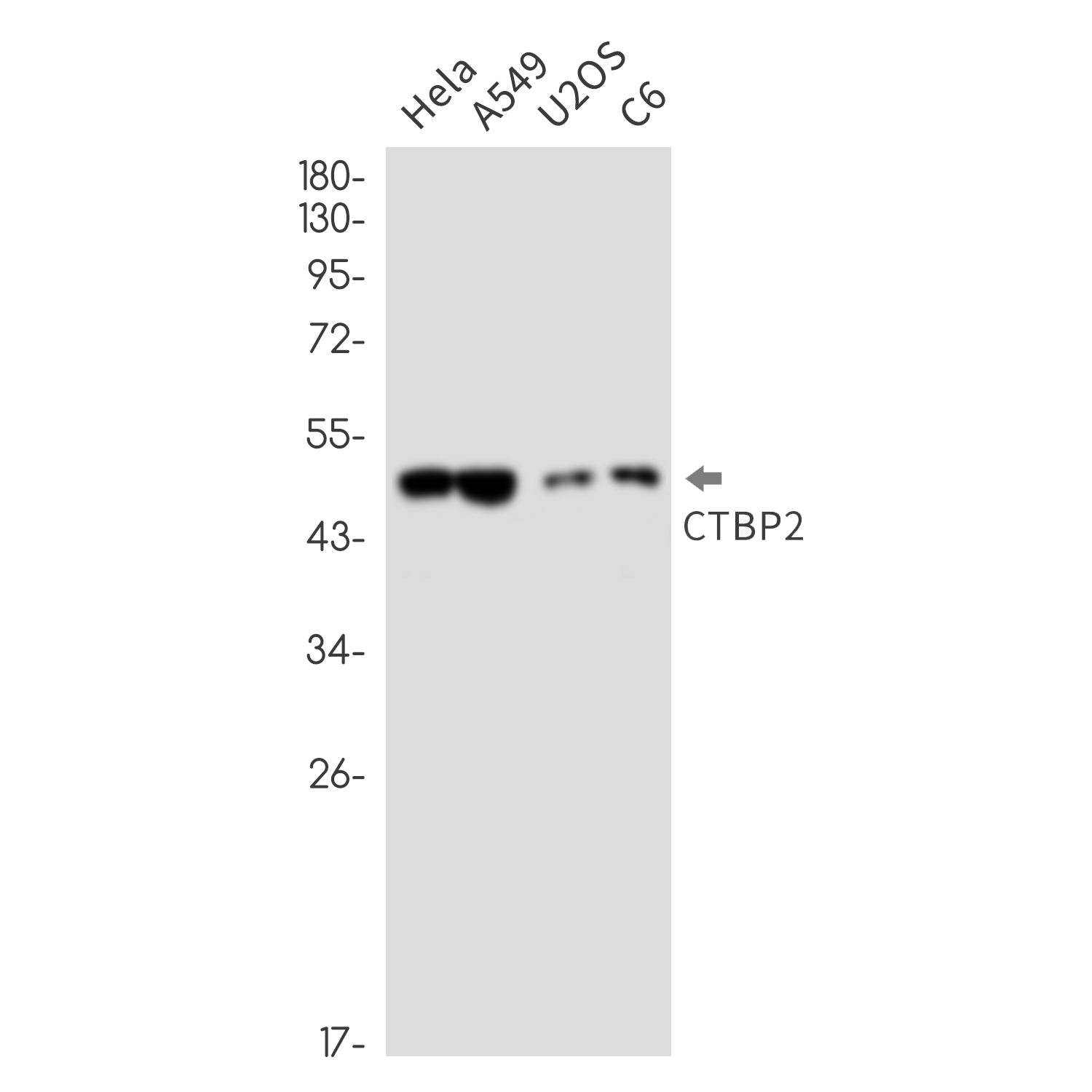 Anti-CTBP2 Rabbit Monoclonal Antibody