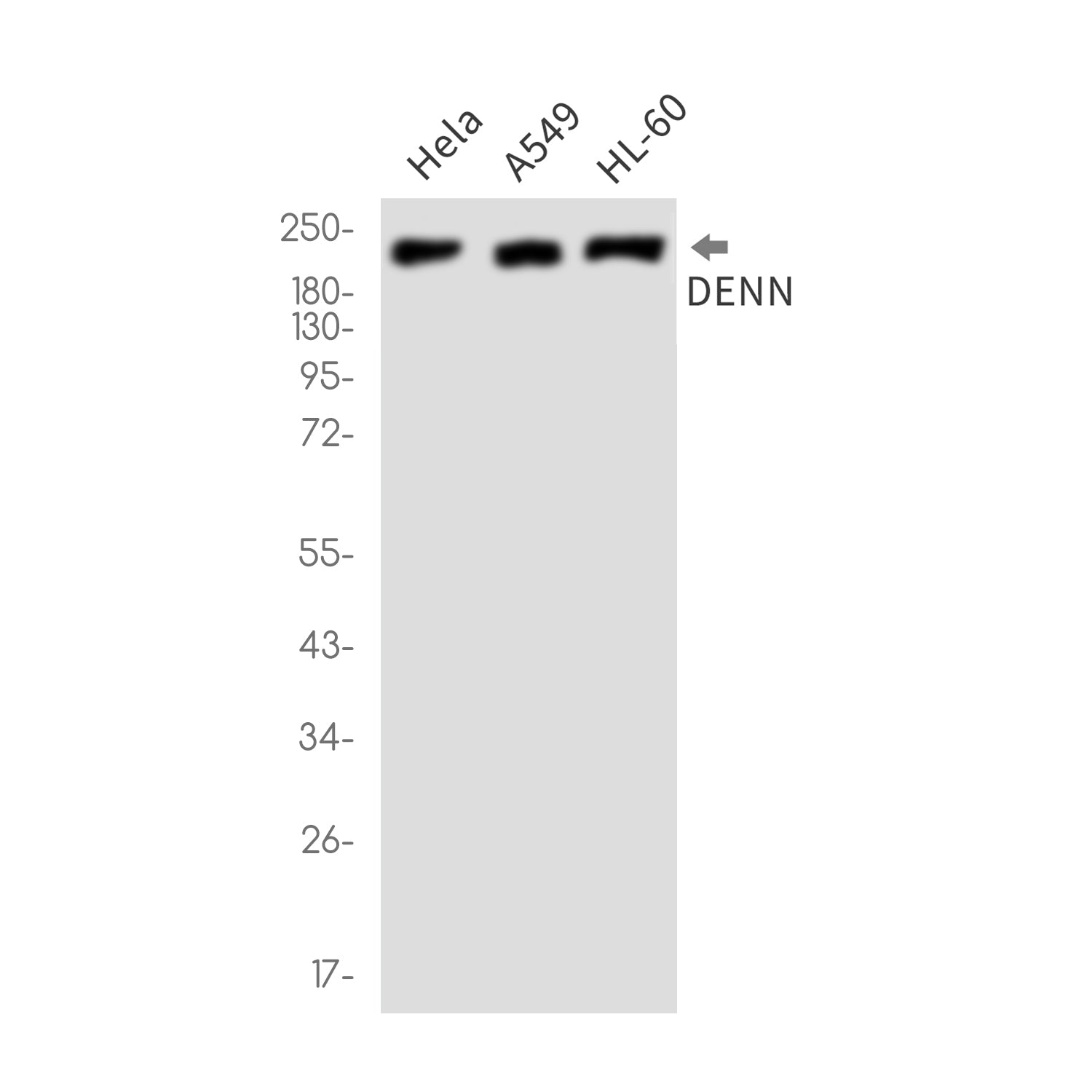 Anti-DENN Rabbit Monoclonal Antibody
