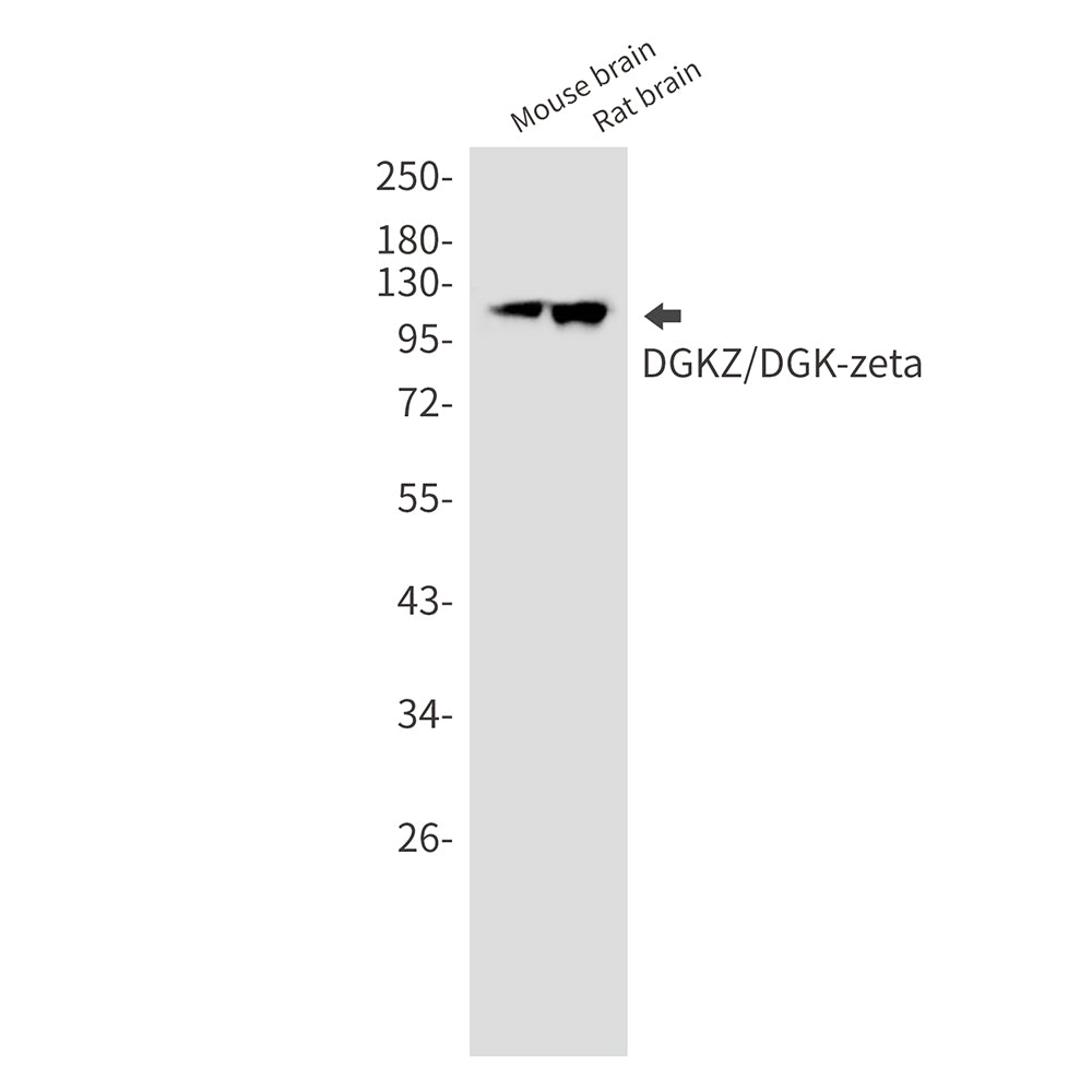 Anti-DGKZ Rabbit Monoclonal Antibody