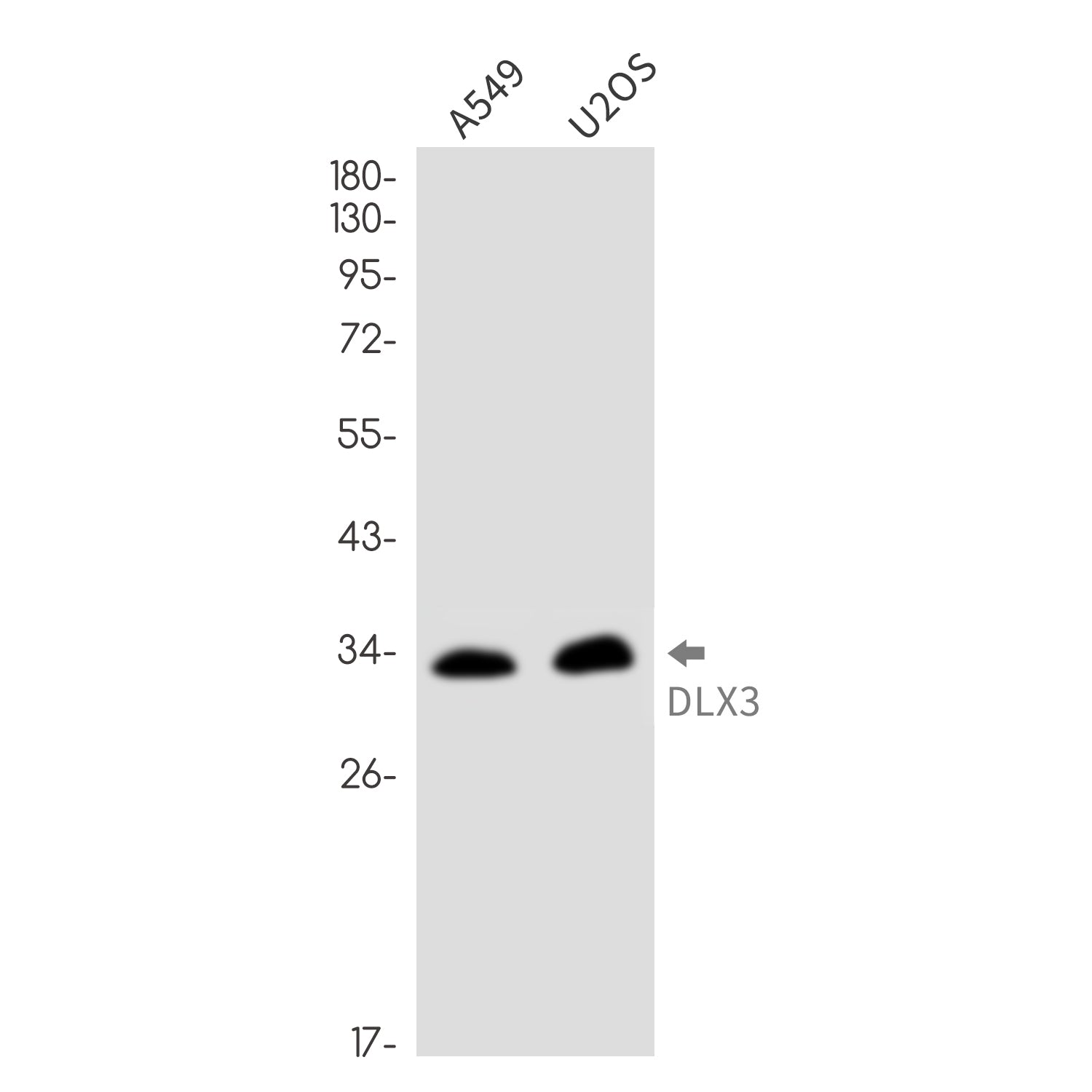 Anti-DLX3 Rabbit Monoclonal Antibody