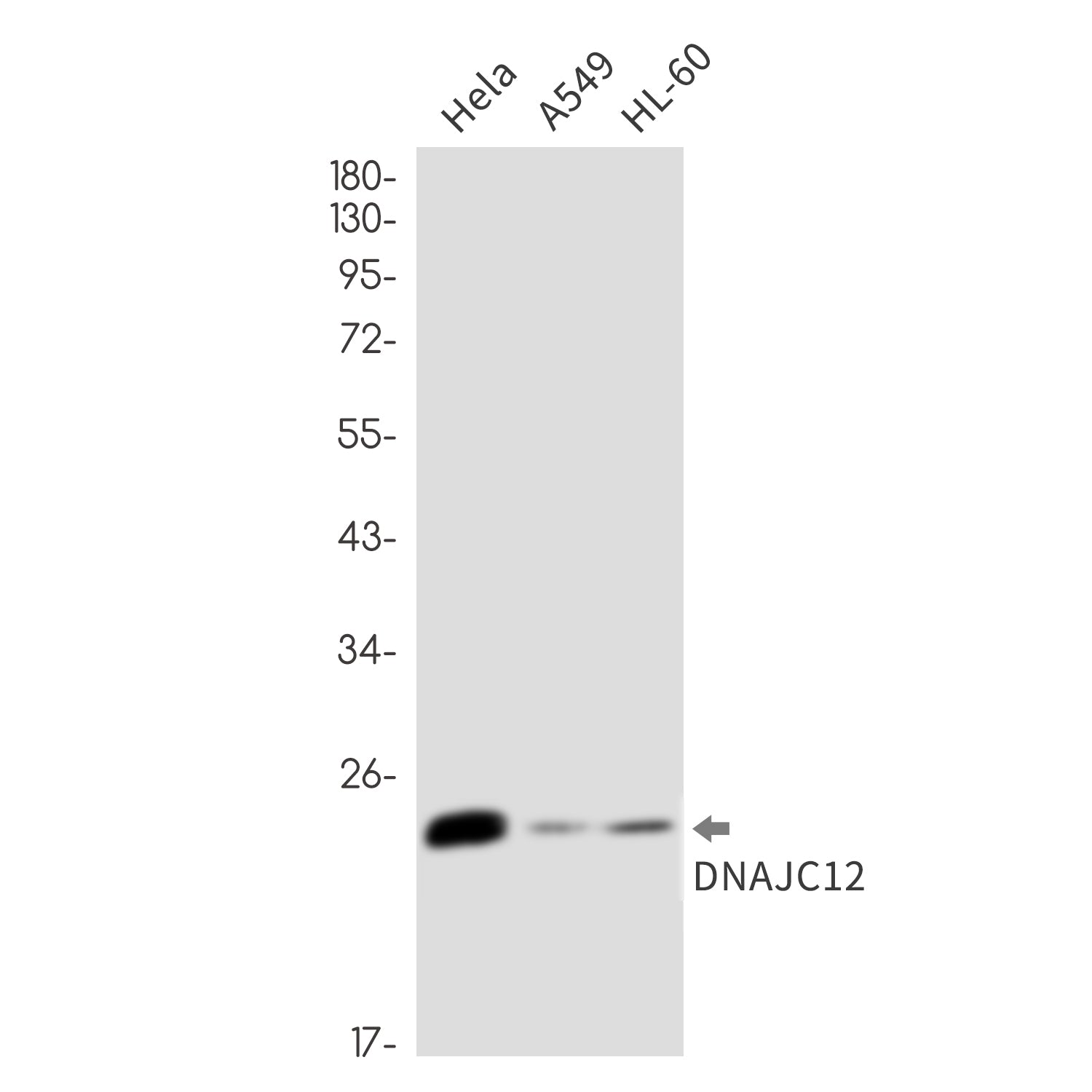 Anti-DNAJC12 Rabbit Monoclonal Antibody