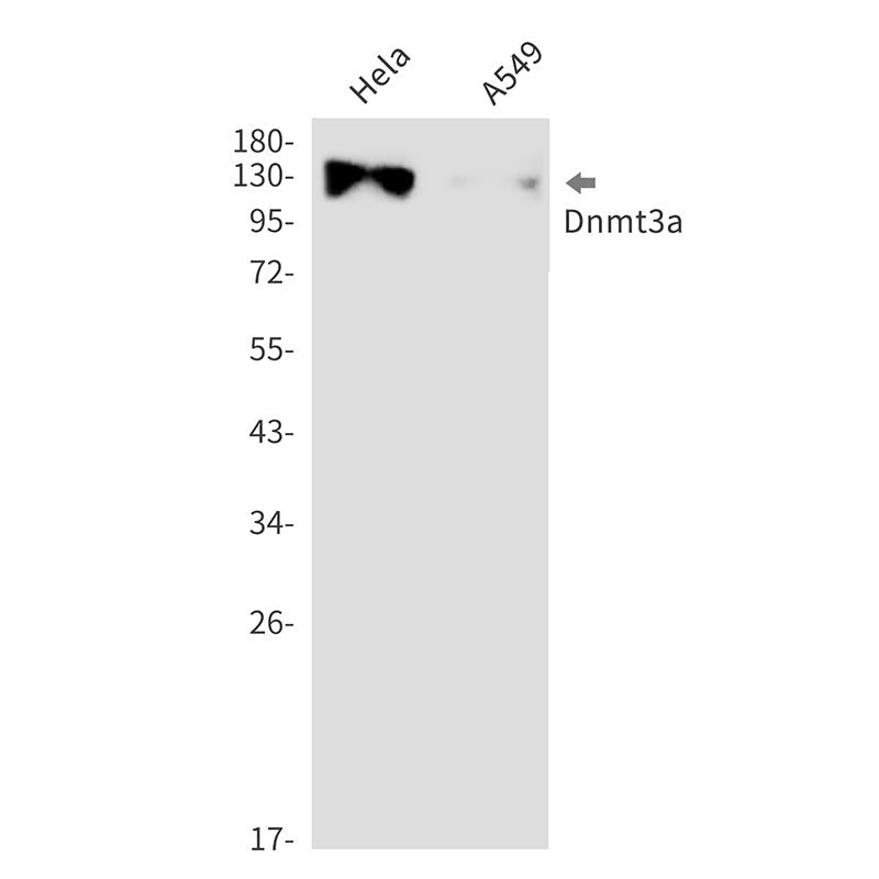 Anti-Dnmt3a Rabbit Monoclonal Antibody