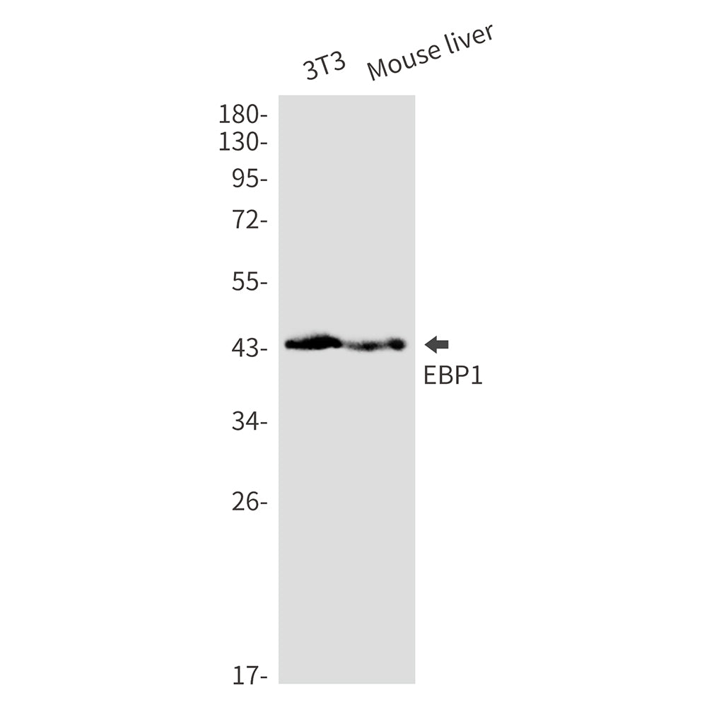 Anti-EBP1 Rabbit Monoclonal Antibody