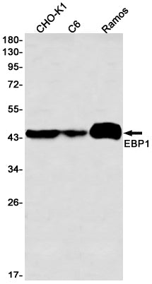 Anti-EBP1 Rabbit Monoclonal Antibody