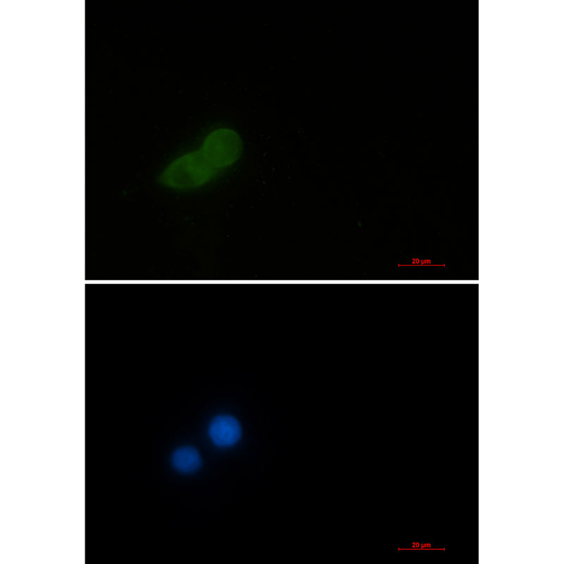 Anti-Elongation Factor 1A1 Rabbit Monoclonal Antibody